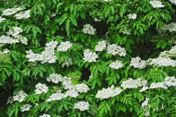 Flor de sabugueiro branco — Fotografia de Stock