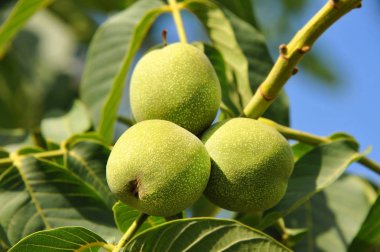 ceviz ağacı (juglans regia) meyve