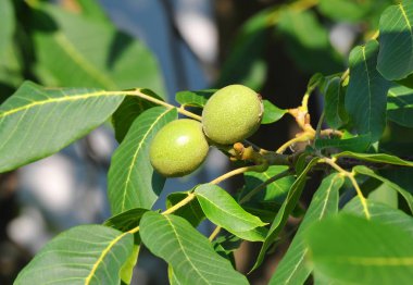 ceviz ağacı (juglans regia) meyve