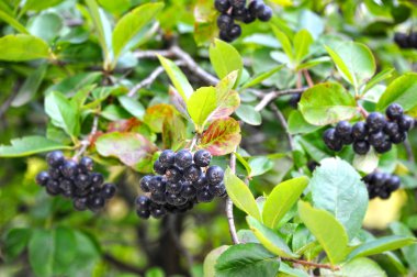 Siyah ashberry (Aronia melanocarpa)