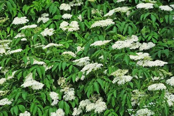 Flor de sabugueiro branco — Fotografia de Stock