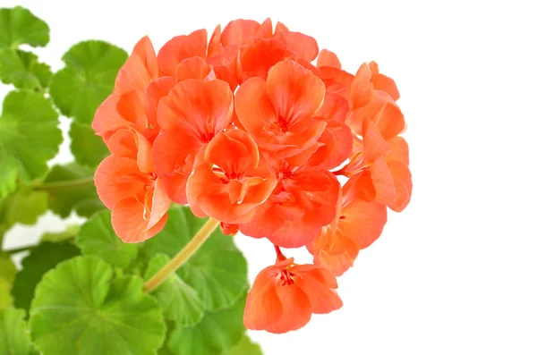 Balmy Geranium flower — Stock Photo, Image