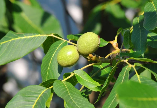 胡桃树 (核桃) 水果 — 图库照片
