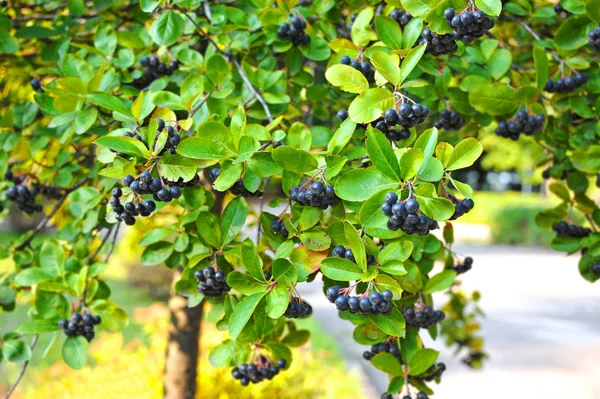 Černá Jeřabina (Aronia melanocarpa) — Stock fotografie