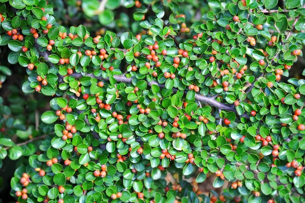 Cotoneaster horizontalis növény — Stock Fotó