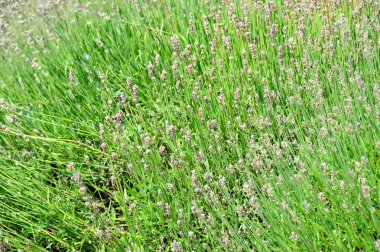 Güzel lavanta çiçeği