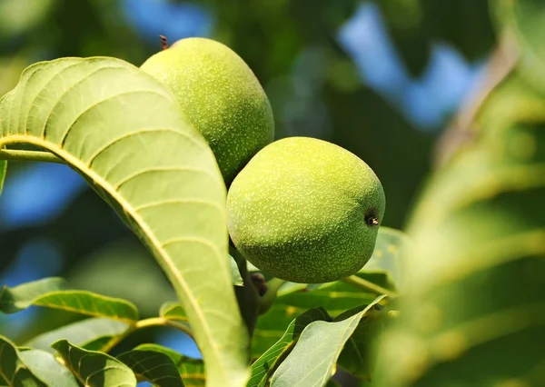 Walnut tree (juglans regia) met fruit — Stockfoto