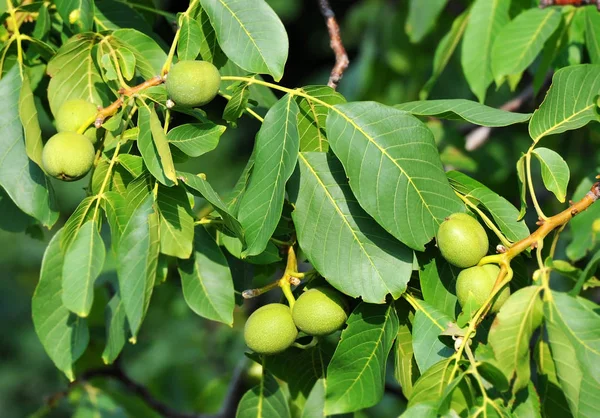 Walnut tree (Juglans regia) with fruit — Stock Photo, Image