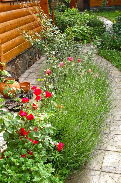 Rosa odorata y lavanda — Foto de Stock