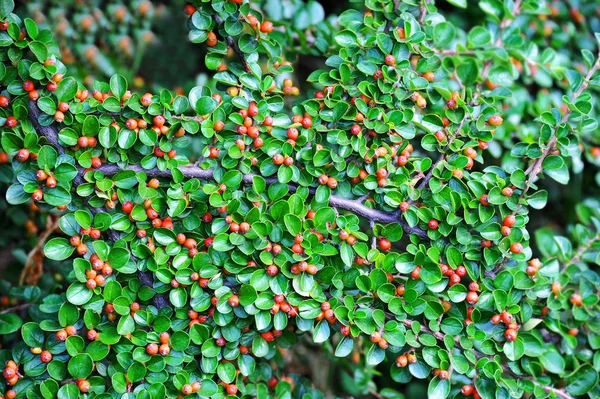 Horizontalis φυτών του Cotoneaster — Φωτογραφία Αρχείου