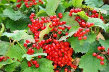 Biraz olgun kartopu dalı