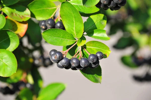 Schwarze Esche (Aronia melanocarpa)) — Stockfoto