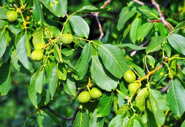 Walnut tree (Juglans regia) with fruit — Stock Photo, Image