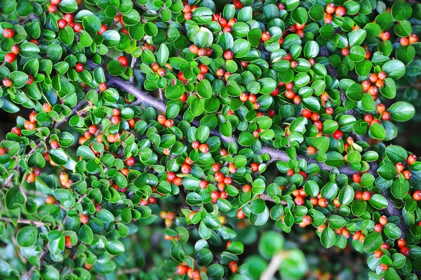 Cotoneaster horizontalis plant — Stock Photo, Image