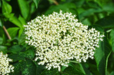 Beyaz mürver çiçeği