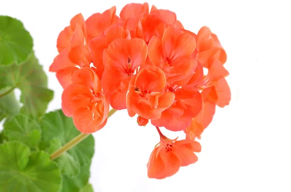 Balmy Geranium bloem — Stockfoto