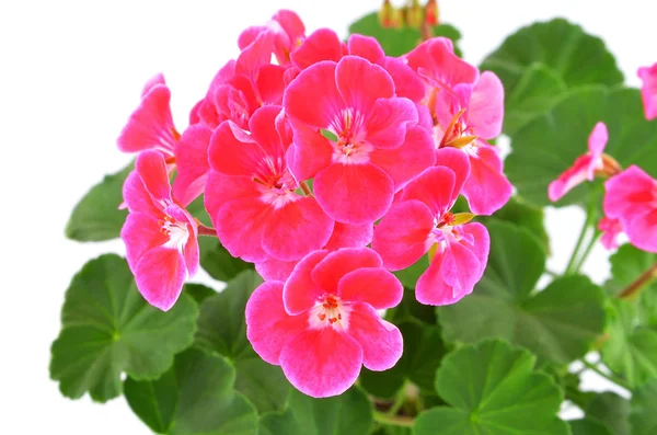 Balmy geranium blomma — Stockfoto