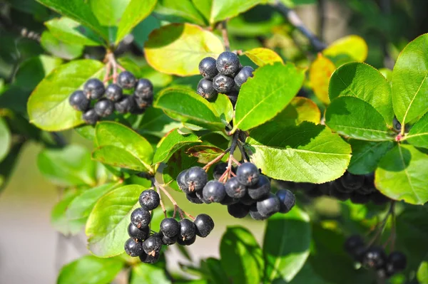 검은 ashberry (아 melanocarpa) — 스톡 사진