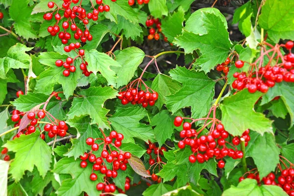 Ripe viburnum on branch — Stock Photo, Image