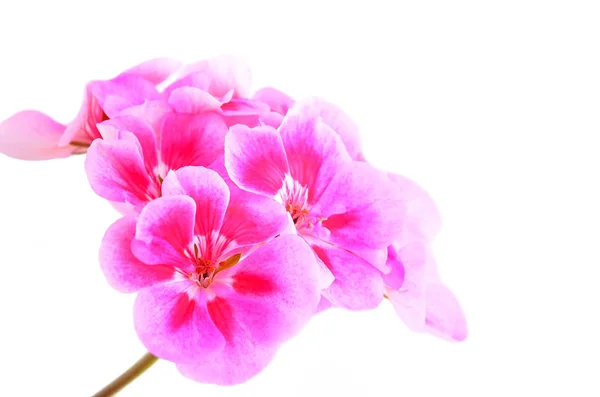 Fiore di geranio balsamico — Foto Stock