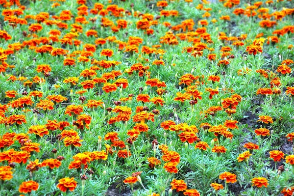 Afrikaantje bloem in flowerbed — Stockfoto