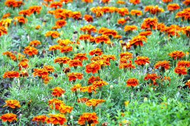 Flowerbed Tagetes çiçek