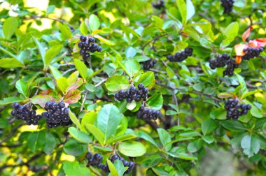 Siyah ashberry (Aronia melanocarpa)