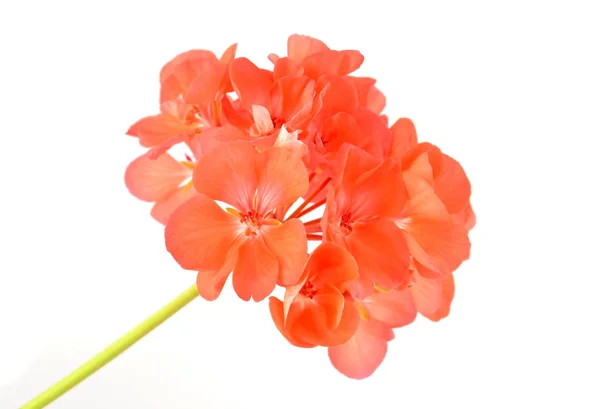 Fleur de géranium doux — Photo