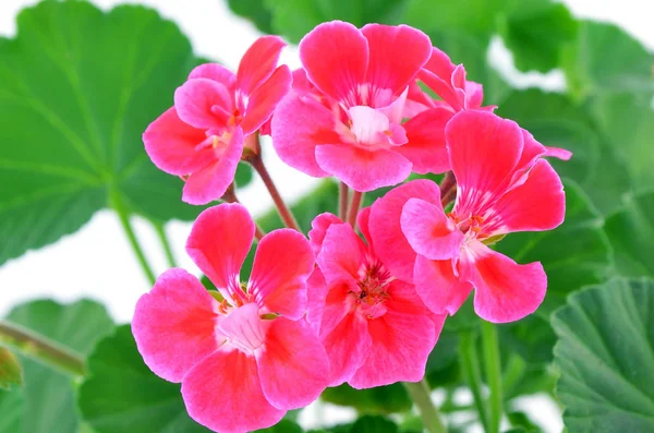 Balmy Geranium bloem — Stockfoto