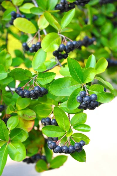 Ashberry hitam (Aronia melanocarpa ) — Stok Foto