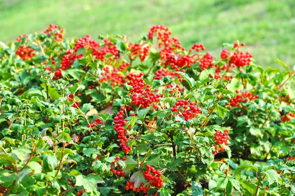 Néhány érett viburnum ágon — Stock Fotó