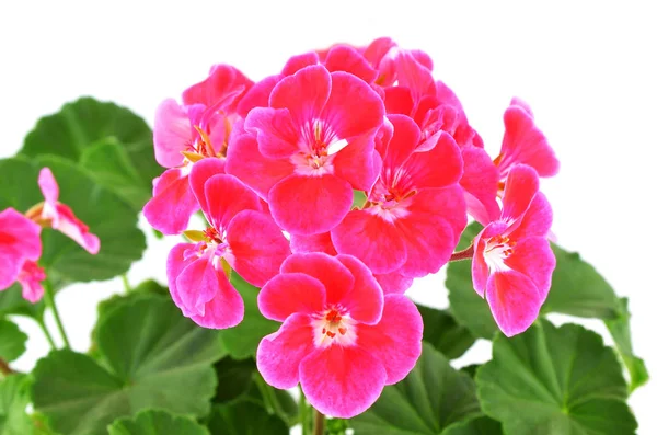 Balmy Geranium bloem — Stockfoto