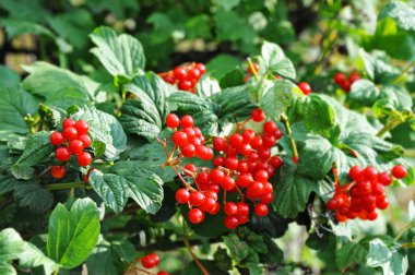 Dalda olgun viburnum