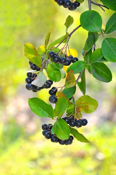 黑 ashberry (黑 melanocarpa) — 图库照片