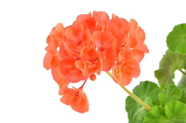 Balmy Geranium flower — Stock Photo, Image