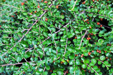 Dağ muşmulası horizontalis bitki