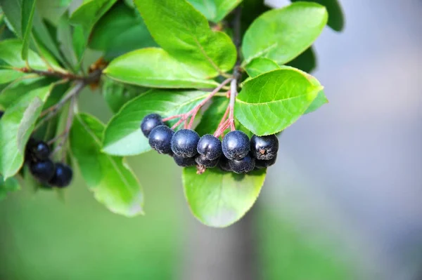 Black ashberry (Aronia melanocarpa) — Stock Photo, Image