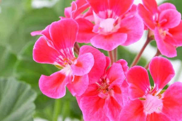 Balmy Geranium flower — Stock Photo, Image