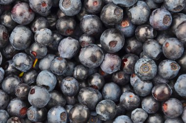 yaban mersini, close up