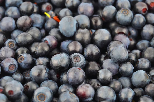 Blueberry, gros plan — Photo