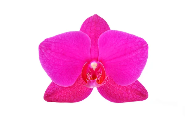 Magenta orchid flower — Stock Photo, Image