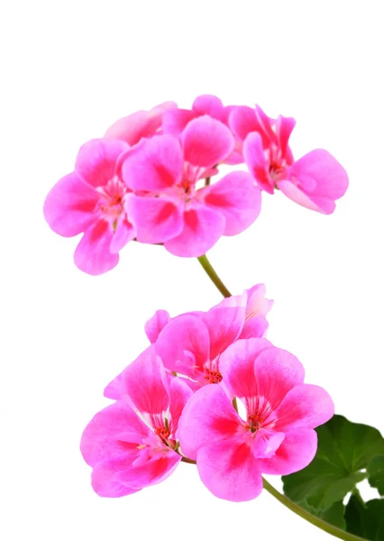 Fiore di geranio balsamico — Foto Stock
