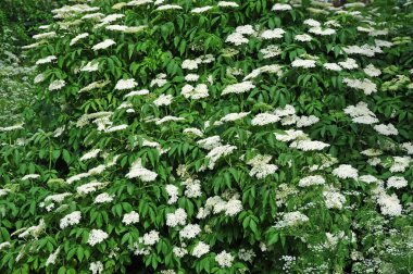 Beyaz mürver çiçeği