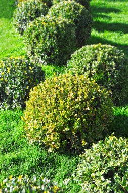 Kirpik şimşir yaprak