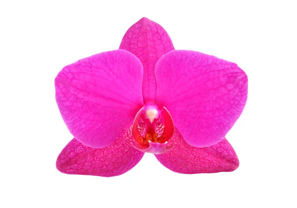 Magenta orchid flower — Stock Photo, Image