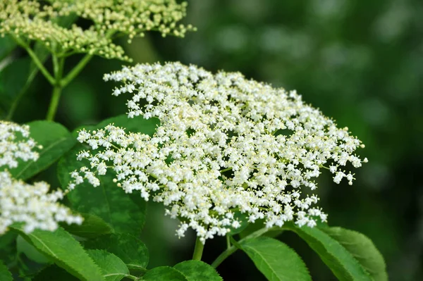 Flor de saúco blanco —  Fotos de Stock