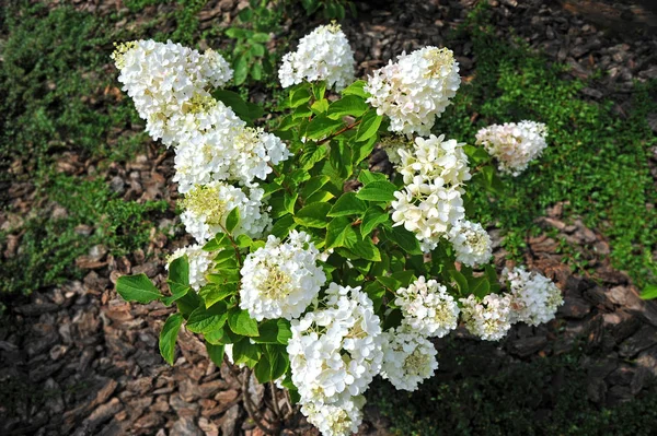 Schöne Hortensienblüte — Stockfoto