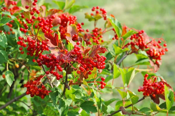 Dojrzałe Viburnum na oddział — Zdjęcie stockowe