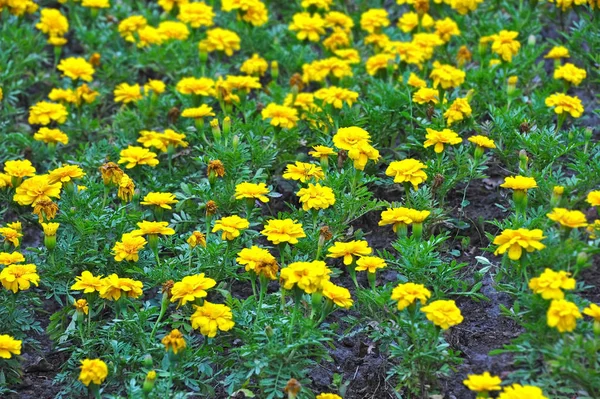 Tagetes blühen im Blumenbeet — Stockfoto