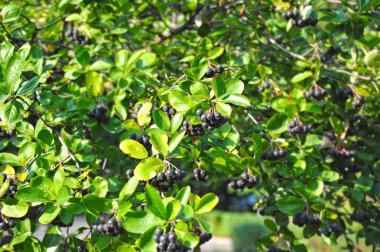Siyah ashberry (Aronia melanocarpa)